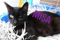 Misa Misa