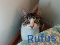Rufus Rufus
