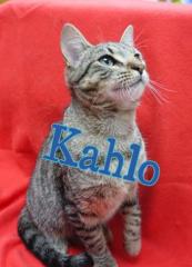 Kahlo Kahlo