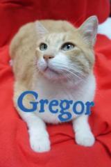 Gregor Gregor