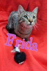 Frida Frida