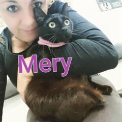 Mery Mery
