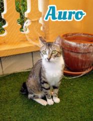 Auro Auro