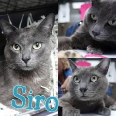 Siro Siro
