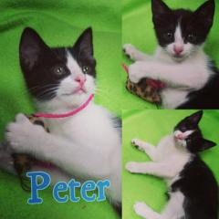 Peter Peter