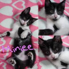 Miniee Miniee