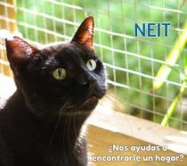 Neit