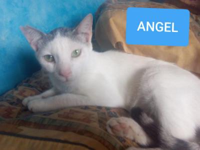 Angel