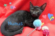 Nunus Nunus