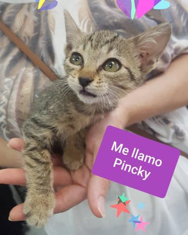 Pincky