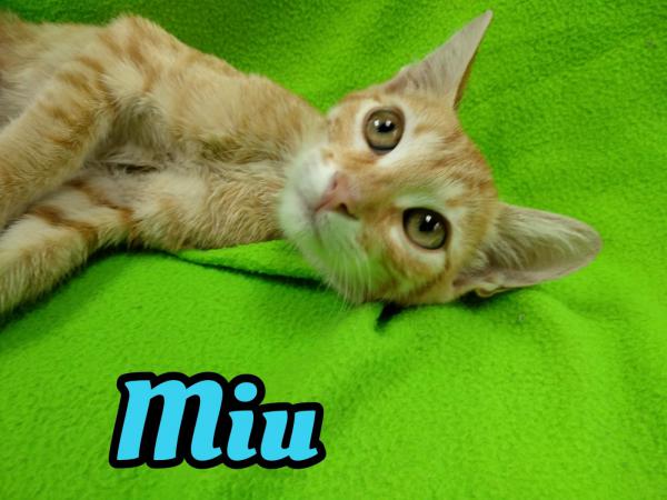 Miu Miu