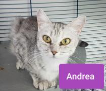 Andrea Andrea