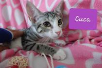 Cuca Cuca