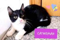 Catwoman Catwoman