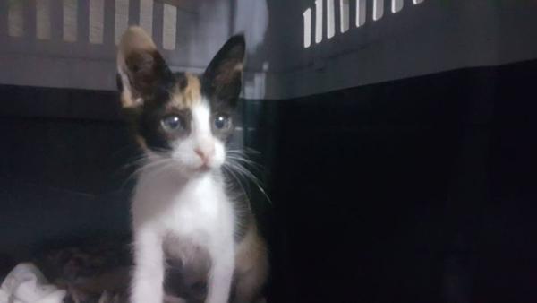 Encontrada Encontrada
