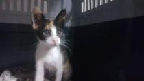 Encontrada Encontrada
