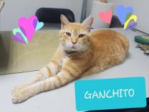Ganchito Ganchito
