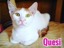 Quesi Quesi