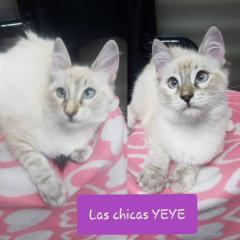 Las chicas yeye Las chicas yeye