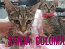 Santa & Coloma Santa & Coloma