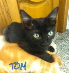 Tom
