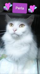 Perla