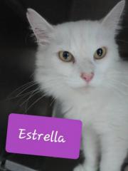Estrella