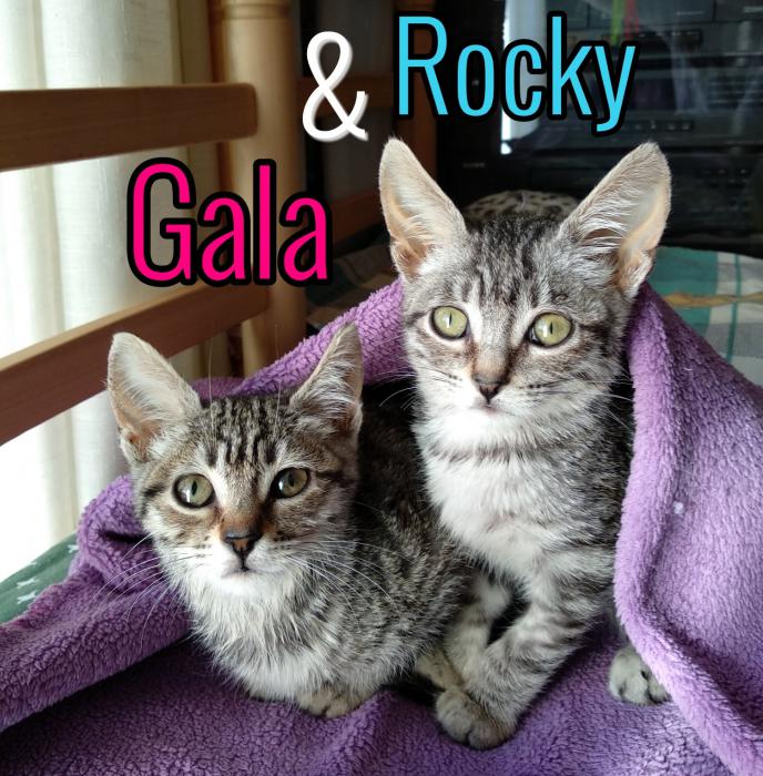 Gala & Rocky