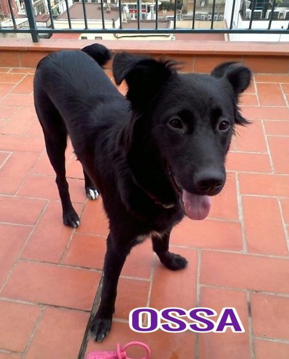Ossa Ossa