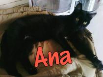 Ana Ana