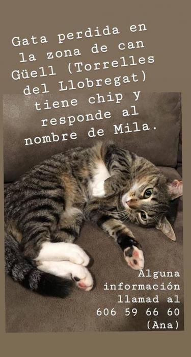 Mila Mila