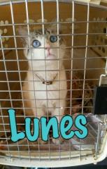 Lunes Lunes