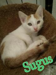 sugus sugus