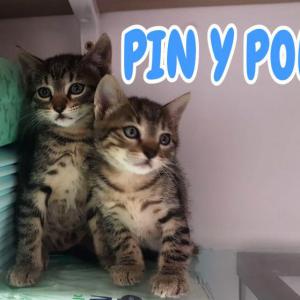  Pin y Pon 