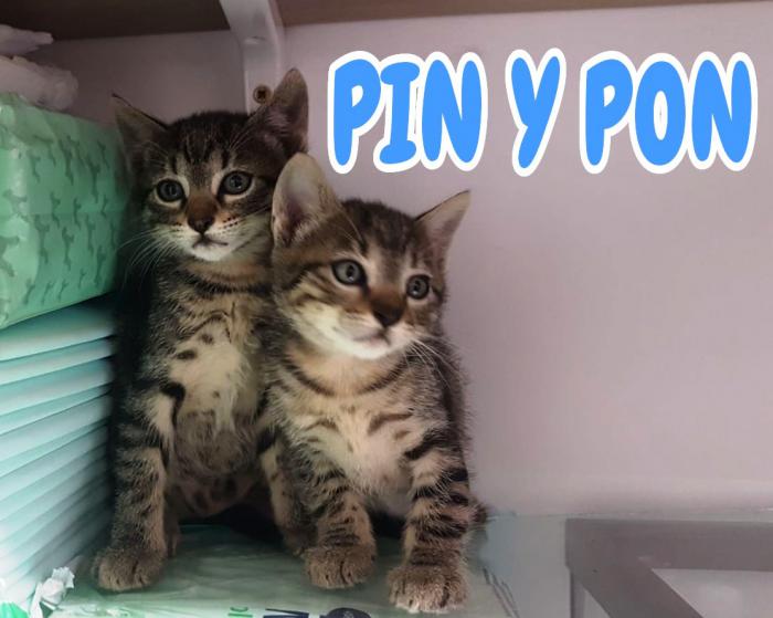 Pin y Pon