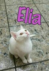 elia elia