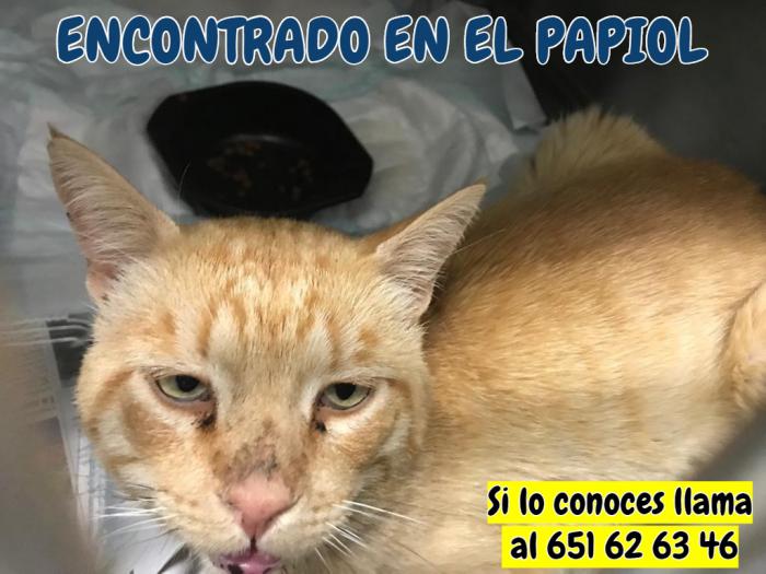 Encontrado-El Papiol Encontrado-El Papiol