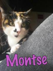 montse montse