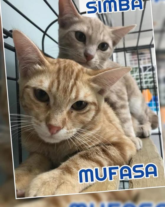 Mufasa y Simba Mufasa y Simba