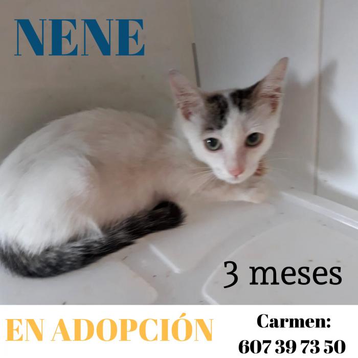 Nene Nene