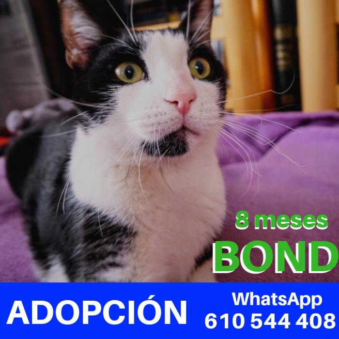 Bond Bond
