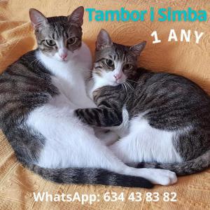 Tambor y Simba
