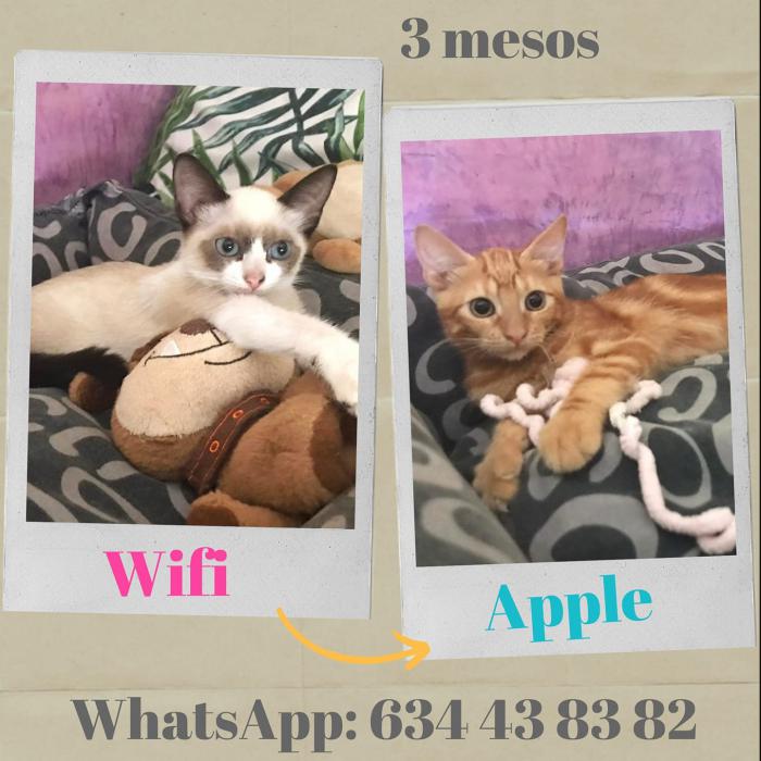 Wifi y Apple