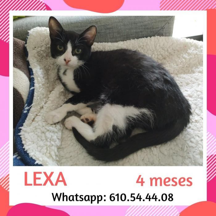 Lexa Lexa