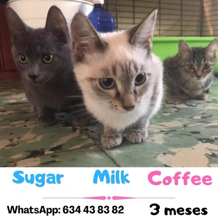 Sugar, Milk i Coffee