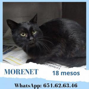Morenet