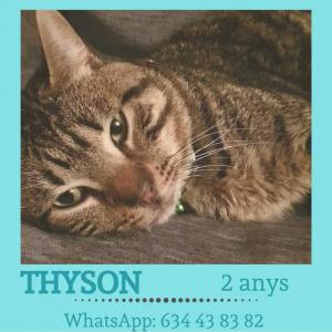 Thyson