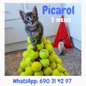 Picarol