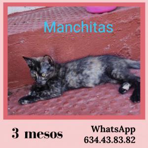Manchitas