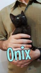 onix onix